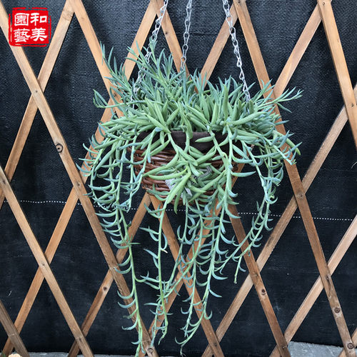 哪种兰花叶子好看?探索兰花叶子的美学魅力