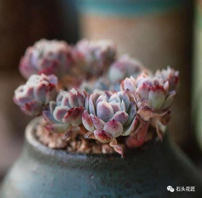 大叶子木:养护指南与植物之美